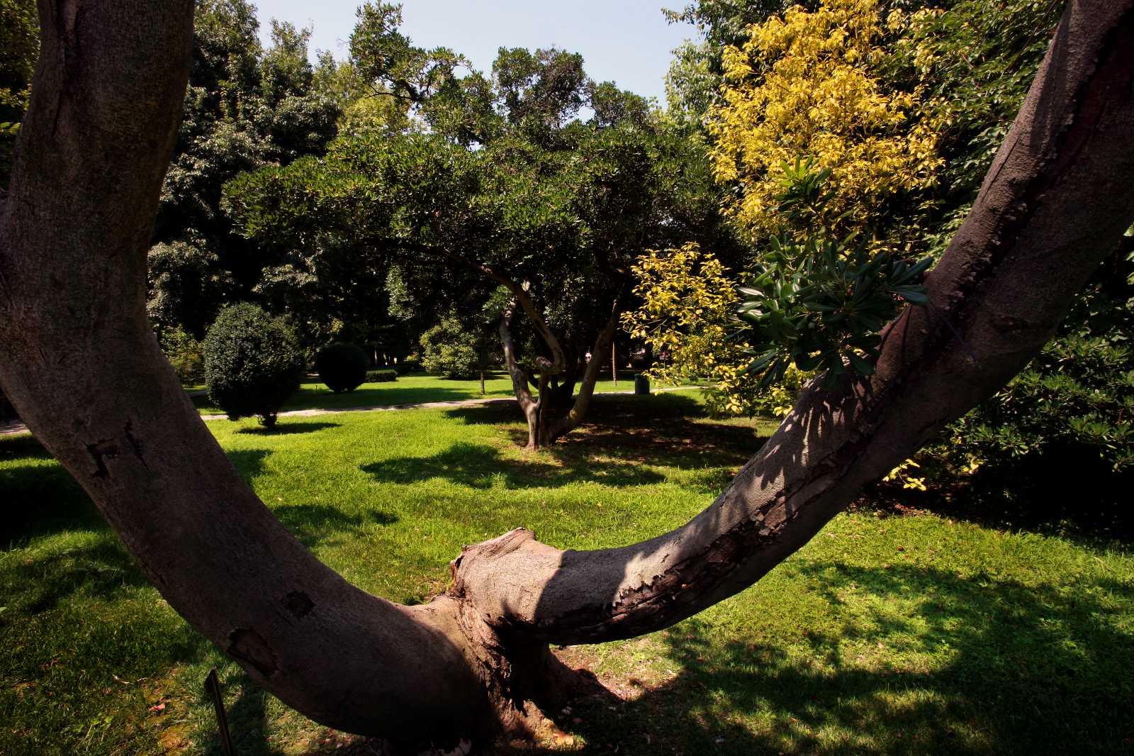Parco Isola San Servolo - alberi