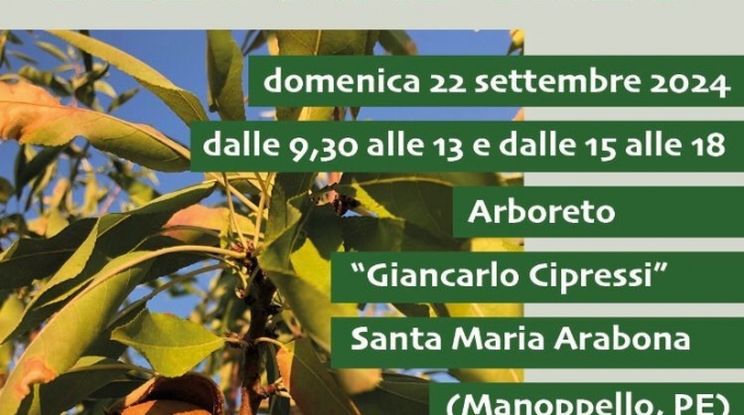 Corso di potatura del mandorlo il 22 settembre in Abruzzo