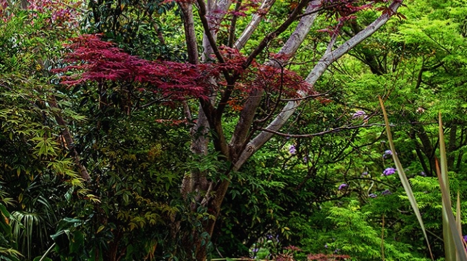 Natale ai Giardini La Mortella di Ischia: aperture straordinarie.